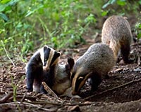 Dachs - Zum Vergroessern klicken!